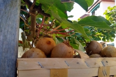 Kiwi2019-scaled