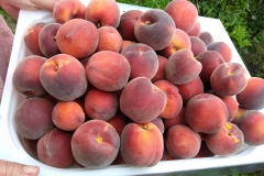 Pfirsichernte_201908
