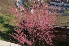 Pfirsichblüte202103